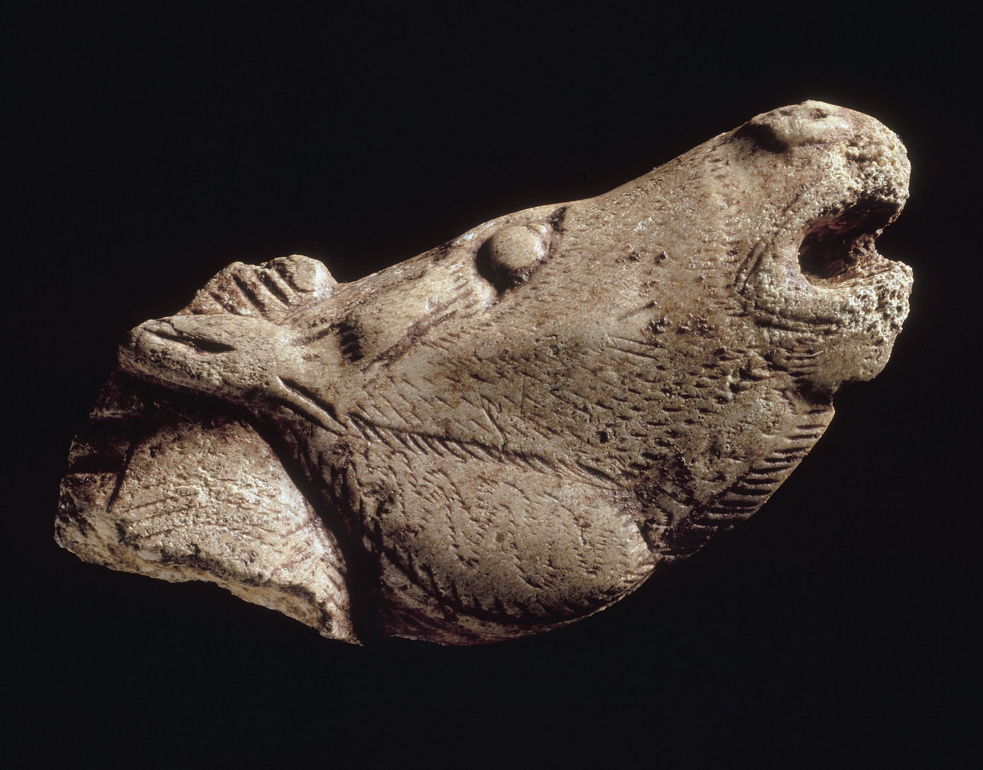 Tête de cheval hennissant Tête de cheval hennissant