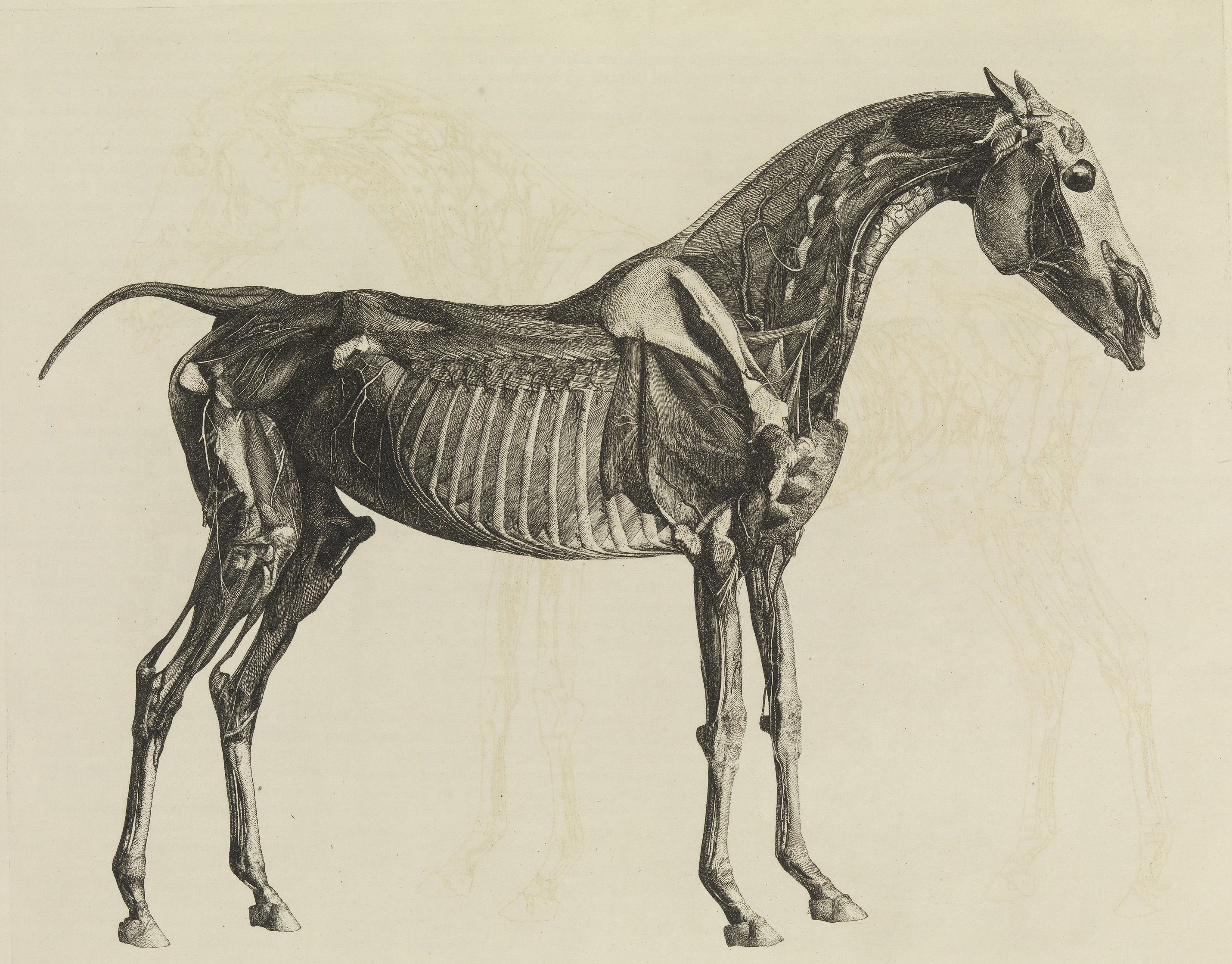 L'anatomie du cheval, avec une description particulière des os, des cartilages, des muscles, des fascias, des ligaments, des nerfs, des artères, des veines et des glandes. L'anatomie du cheval, avec une description particulière des os, des cartilages, des muscles, des fascias, des ligaments, des nerfs, des artères, des veines et des glandes.