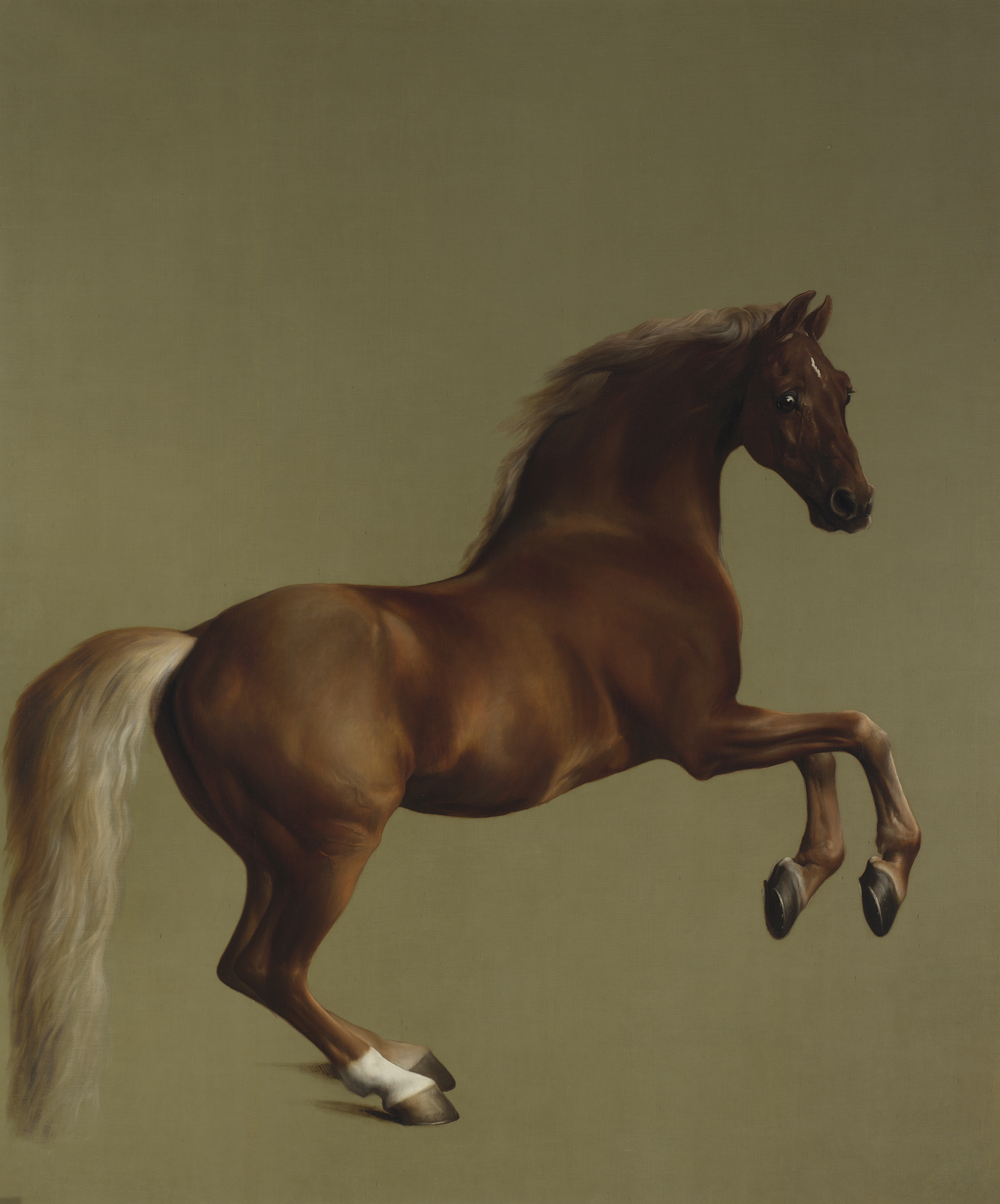 Whistlejacket Whistlejacket