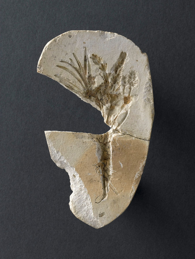 Fragment de moule : romarin, lavande et sauge Fragment de moule : romarin, lavande et sauge