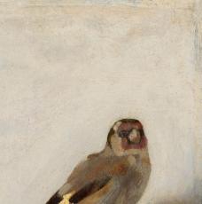 tête du chardonneret