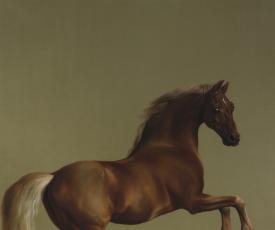 Cheval marron cabré