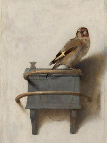 chardonneret, perché sur sa mangeoire enchainé par la patte